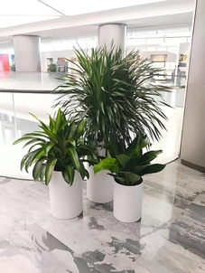 宁波植物租赁公司，打造绿色办公环境的秘密武器